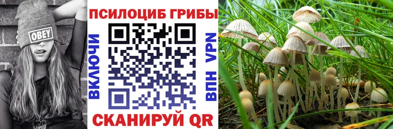 Псилоцибиновые грибы Psilocybine cubensis Олонец